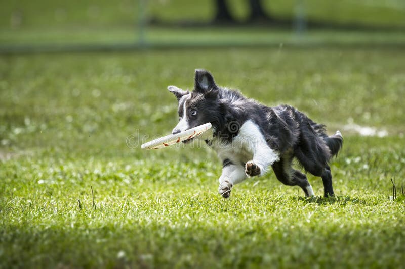 Собака Коллиы границы Frisbee скачет с диском стоковая фотография Собака Коллиы границы Frisbee скачет с диском стоковая фотография