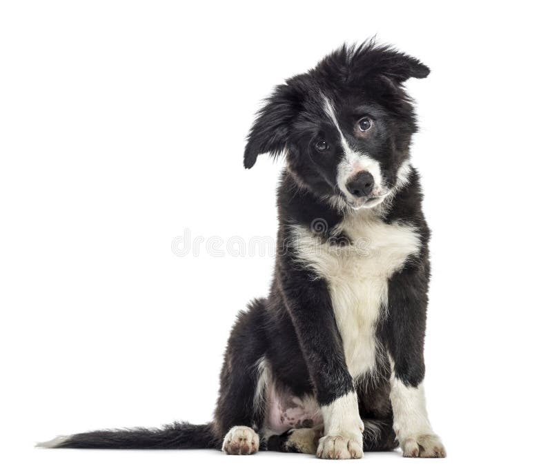 puppy border collie dog, 3 months old, sitting, isolated on white. puppy border collie dog, 3 months old, sitting, isolated on white