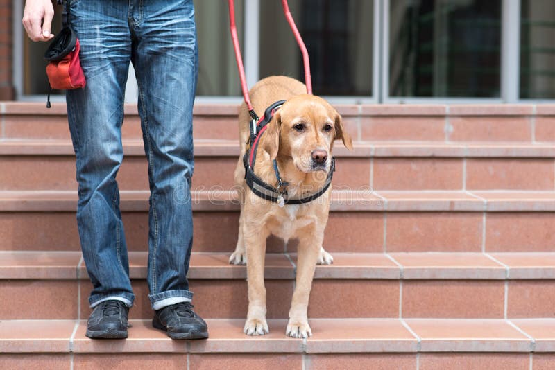 Guide dog is helping a blind man on stairs. Guide dog is helping a blind man on stairs