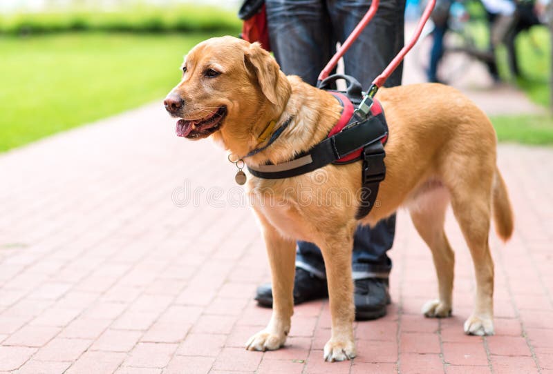 Guide dog is helping a blind man in the city. Guide dog is helping a blind man in the city