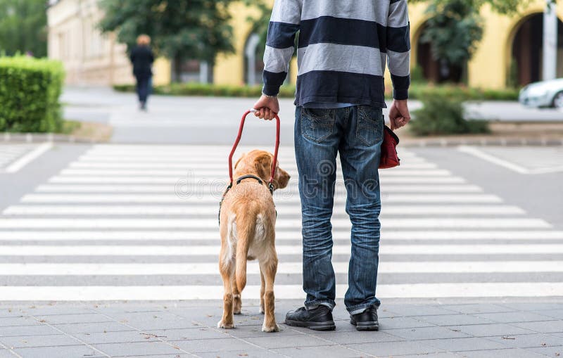 Guide dog is helping a blind man, on pedestrian crossing. Guide dog is helping a blind man, on pedestrian crossing