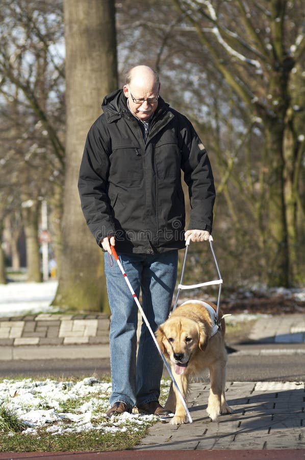 A guide dog is helping a blind man in traffic. A guide dog is helping a blind man in traffic