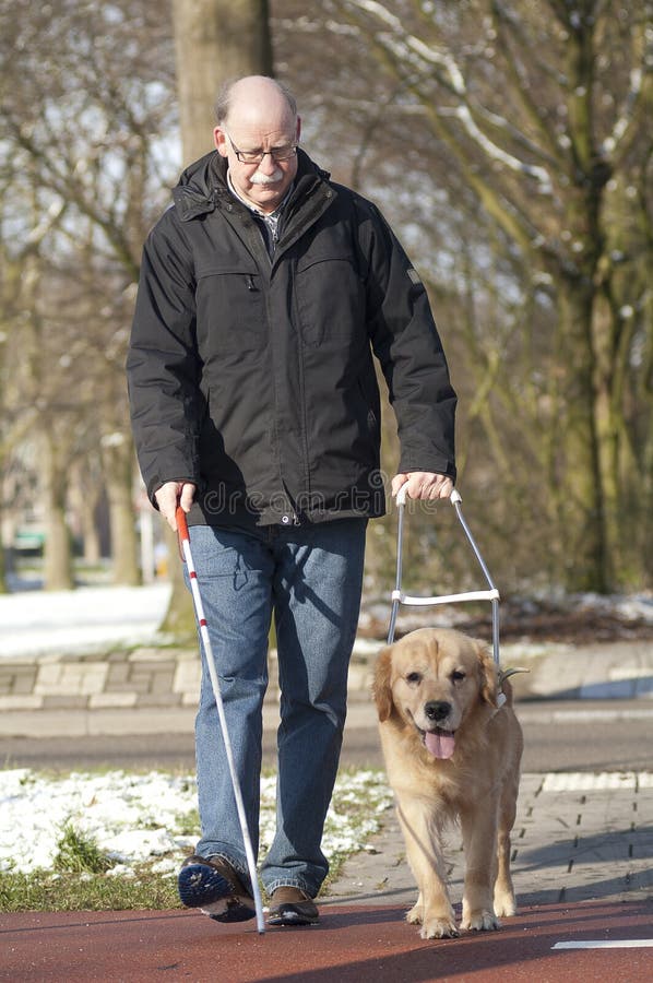 A guide dog is helping a blind man in traffic. A guide dog is helping a blind man in traffic