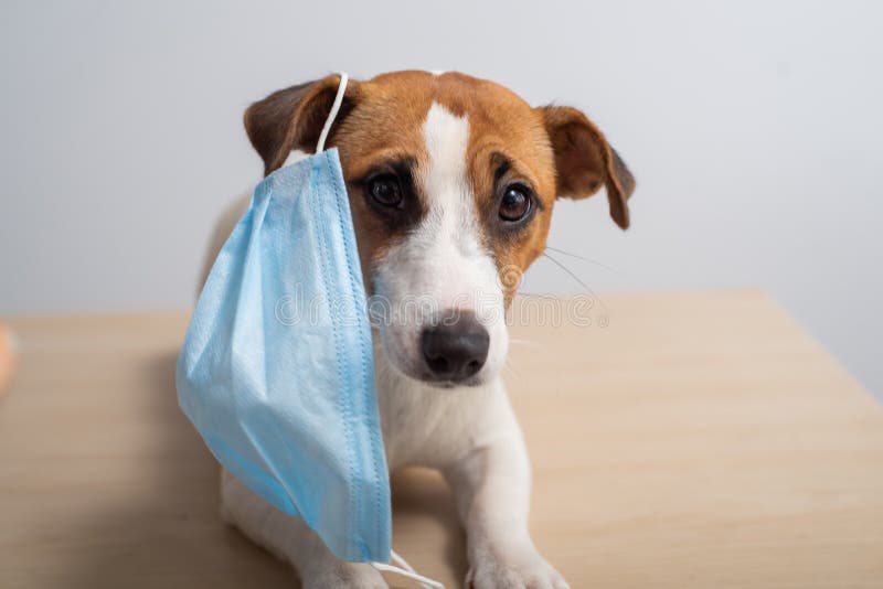 A dog wearing a mask protects from coronavirus. A dog wearing a mask protects from coronavirus.