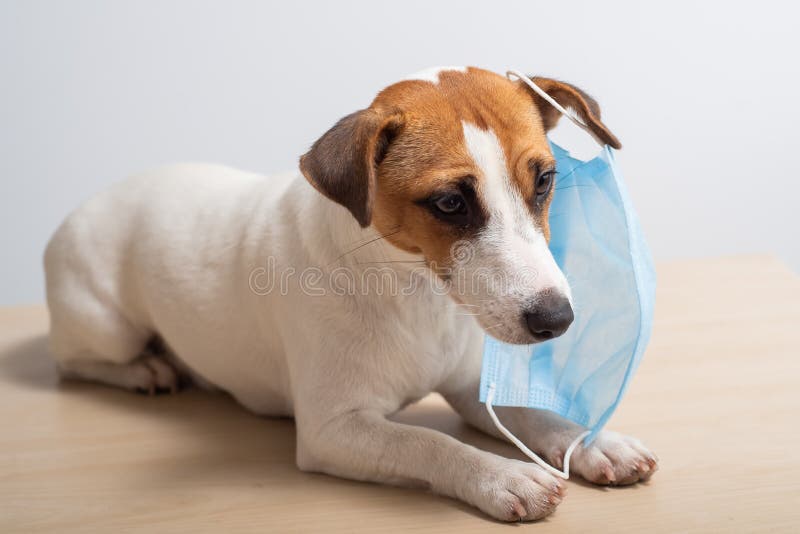 A dog wearing a mask protects from coronavirus. A dog wearing a mask protects from coronavirus.