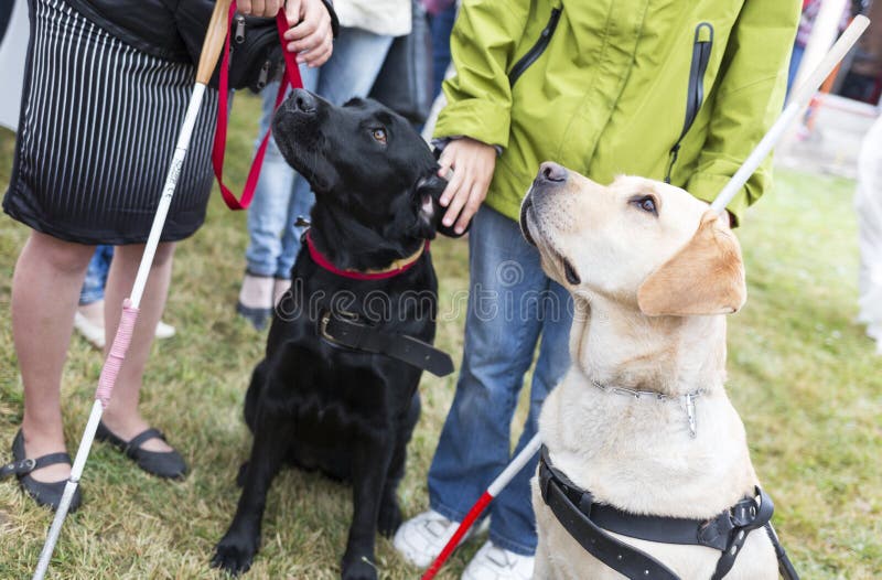 Blind people and guide dogs during the last training for the animals. The dogs are undergoing various trainings before finally given to the physically disabled people. Blind people and guide dogs during the last training for the animals. The dogs are undergoing various trainings before finally given to the physically disabled people.