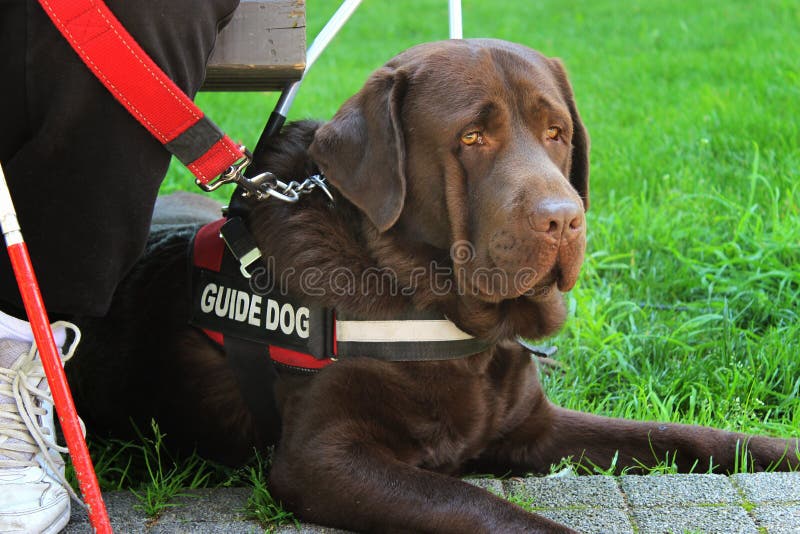 Seeing Eye Dog/Guide Dog for the Blind. Seeing Eye Dog/Guide Dog for the Blind