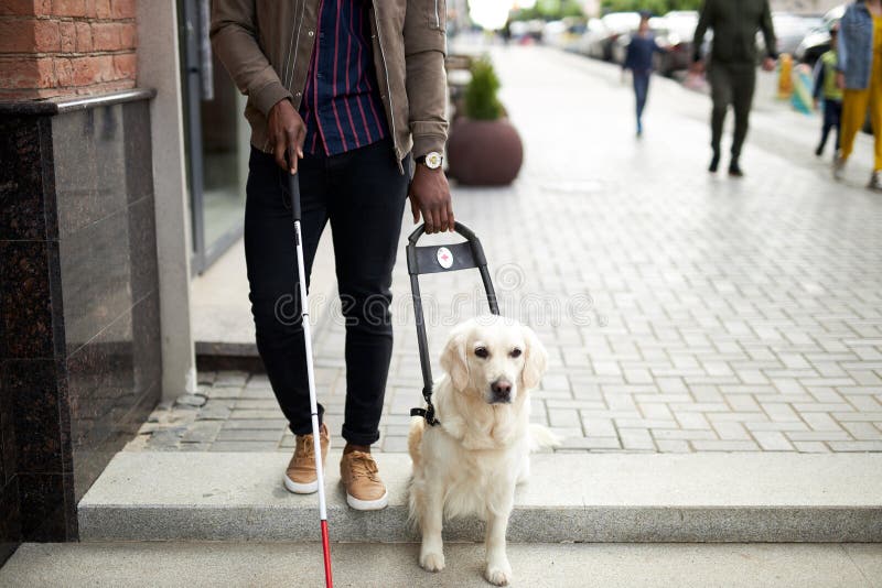 Guide dog helps the owner to move freely in big city, handicap, friendship.kind smart intelligent animals, pets, helpful dog. Guide dog helps the owner to move freely in big city, handicap, friendship.kind smart intelligent animals, pets, helpful dog