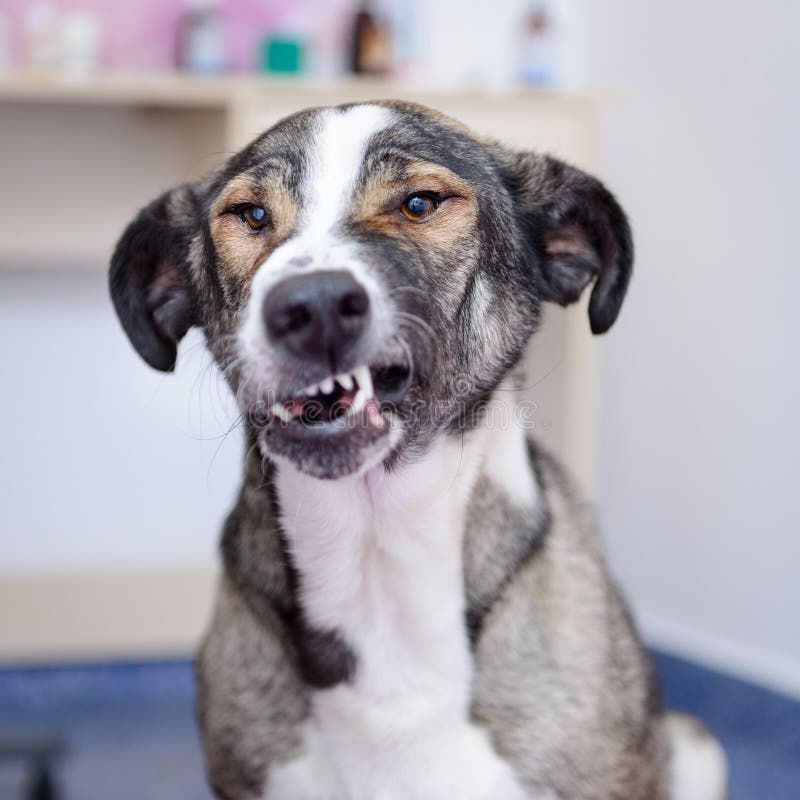 Adult dog showing teeth evil in the veterinary clinic. Adult dog showing teeth evil in the veterinary clinic