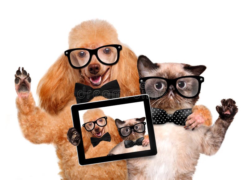 Собака при кот принимая selfie вместе с таблеткой стоковое фото Собака при кот принимая selfie вместе с таблеткой стоковое фото