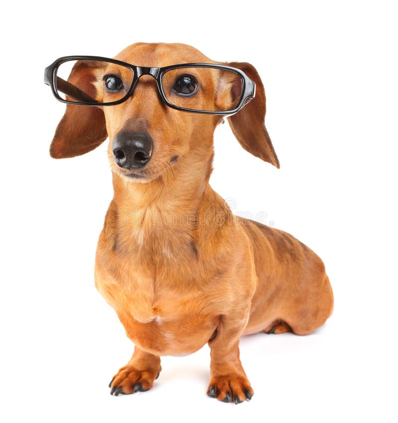 Dachshund dog with glasses over the white background. Dachshund dog with glasses over the white background