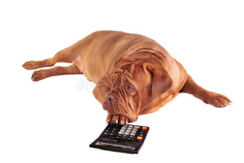 Dog is full of thoughts of its accounting. Dog is full of thoughts of its accounting