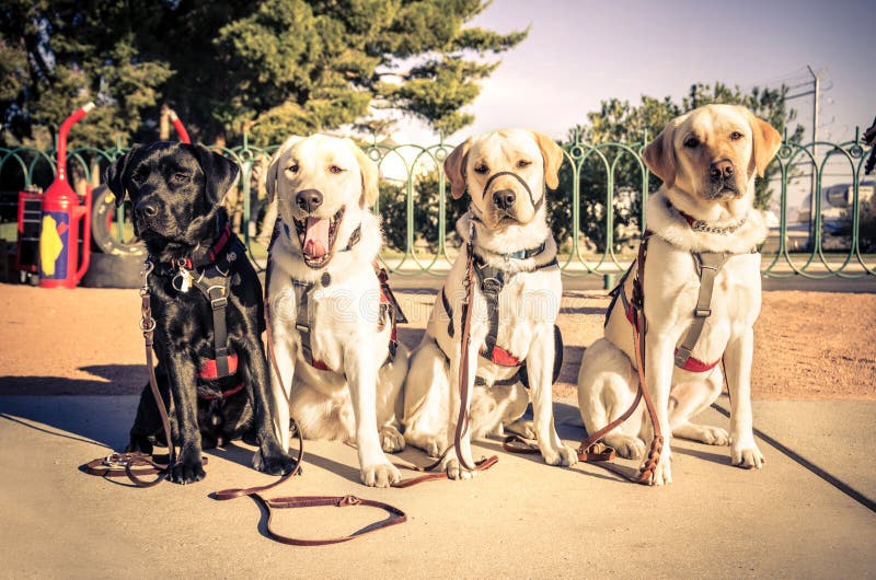 Four dogs in a row sitting outdoors. Four dogs in a row sitting outdoors