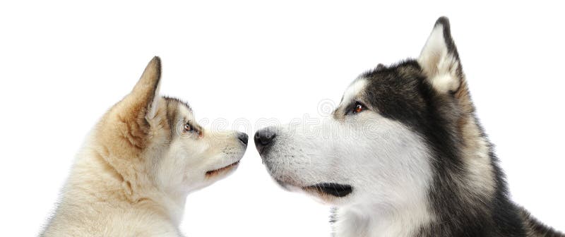 Puppy and adult malamute dogs against white. Puppy and adult malamute dogs against white.