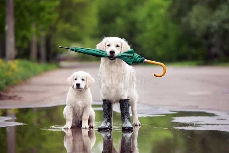 Собаки золотого retriever в ботинках дождя держа зонтик