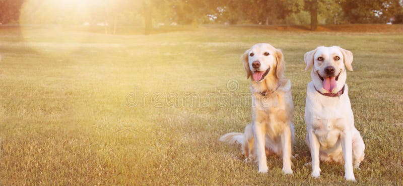 СОБАКИ ЛАБРАДОР ЗНАМЕНИ 2 WEBSIDE СЧАСТЛИВЫЕ И УСАЖИВАНИЕ ЗОЛОТОГО RETRIEVER В ТРАВЕ НА ЖАРЕ ЛЕТА стоковые изображения rf СОБАКИ ЛАБРАДОР ЗНАМЕНИ 2 WEBSIDE СЧАСТЛИВЫЕ И УСАЖИВАНИЕ ЗОЛОТОГО RETRIEVER В ТРАВЕ НА ЖАРЕ ЛЕТА стоковые изображения rf