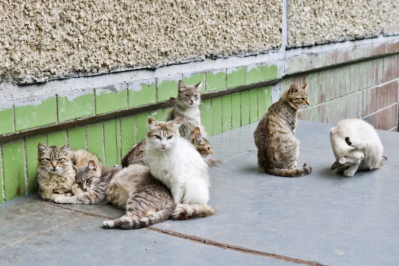 Собирают компанией и принимаются за коты улицы бездомные их делам кота стоковые фотографии rf