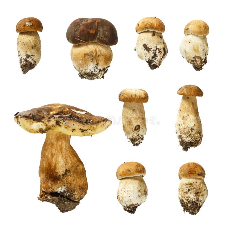 Собрание bolete короля подосиновика edulis изолированного на белой предпосылке, высоком разрешении стоковые фото Собрание bolete короля подосиновика edulis изолированного на белой предпосылке, высоком разрешении стоковые фото