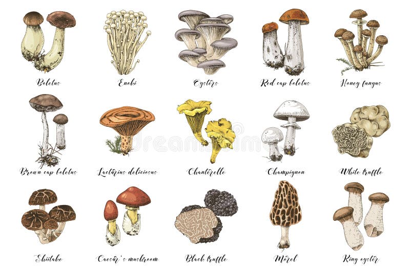 Hand drawn colorful mushrooms collection. 15 types of edible mushrooms. Vector illustration. Hand drawn colorful mushrooms collection. 15 types of edible mushrooms. Vector illustration