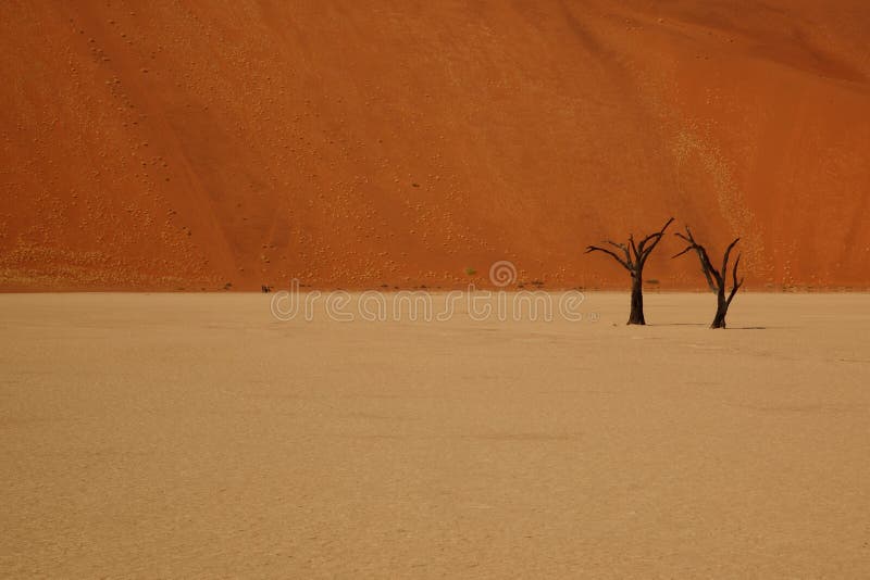 Two dead trees standing alone in deadvlei desert, part of sossusvlei, namibia. Two dead trees standing alone in deadvlei desert, part of sossusvlei, namibia