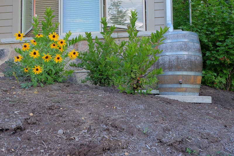 A modern, wooden rain barrel is used for water conservation and makes an attractive landscaping feature. A modern, wooden rain barrel is used for water conservation and makes an attractive landscaping feature.