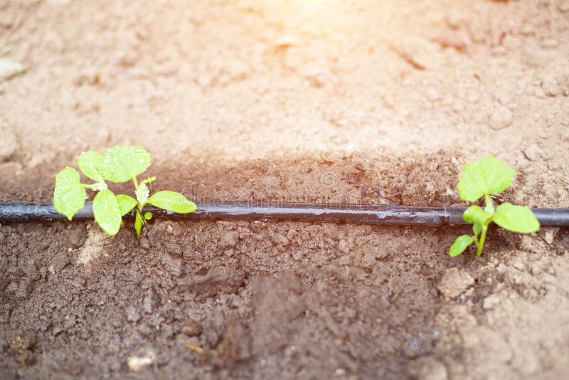 Современная система в капельном орошении agronomy для сохранения воды и свежести и питания заводов в саде, распределителей капель стоковая фотография rf Современная система в капельном орошении agronomy для сохранения воды и свежести и питания заводов в саде, распределителей капель стоковая фотография rf