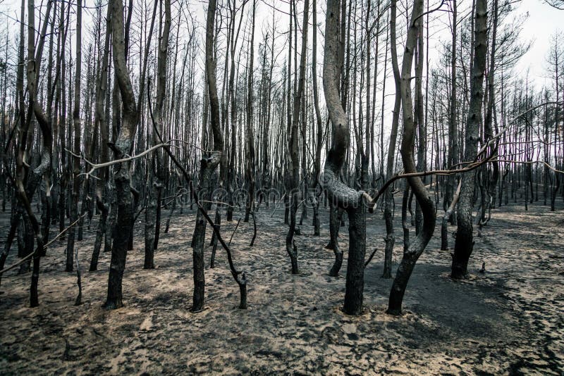 Сожгли деревья после лесных пожаров стоковая фотография rf