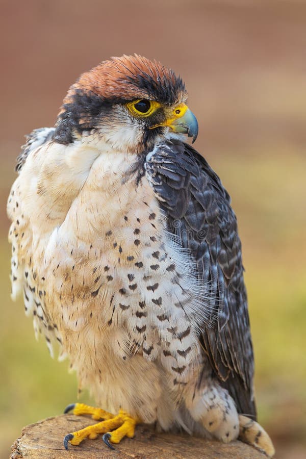 Сокол Lanner - biarmicus Falco сидя на журнале ища добыча стоковые изображения rf Сокол Lanner - biarmicus Falco сидя на журнале ища добыча стоковые изображения rf