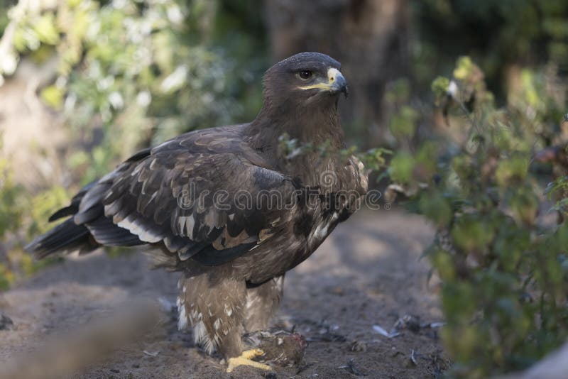 Сокол Saker с добычей стоковая фотография rf Сокол Saker с добычей стоковая фотография rf