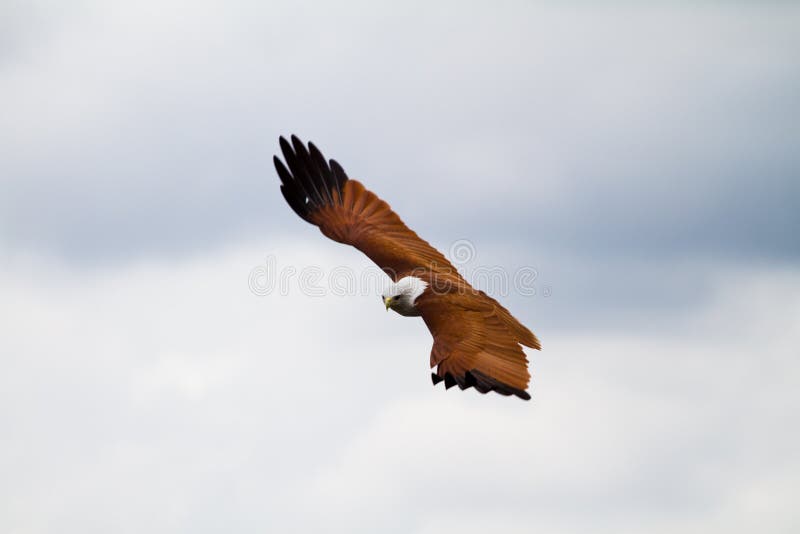 Gliding eagle showing its upper wing feathers in a cloudy sky. Gliding eagle showing its upper wing feathers in a cloudy sky