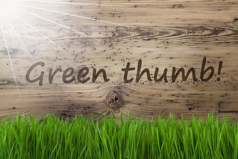 Солнечная деревянная предпосылка, Gras, отправляет СМС зеленый большой палец руки стоковая фотография