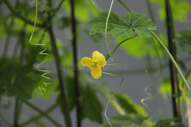 a vibrant yellow flower with three petals, surrounded by lush green leaves and vines, against a backdrop of more greenery. a vibrant yellow flower with three petals, surrounded by lush green leaves and vines, against a backdrop of more greenery.