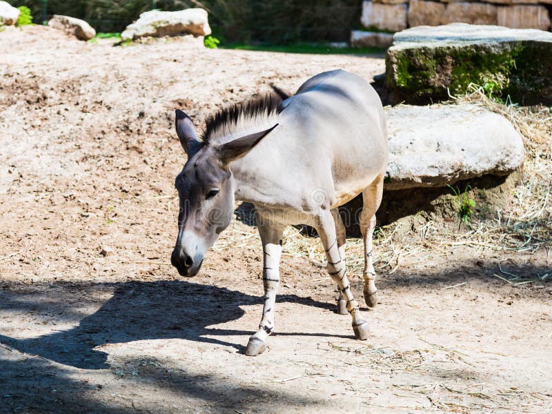 Сомалийский одичалый ишак - Equus Africanus Somaliensis - прогулки земля и ищет еда на солнечный день стоковое фото rf Сомалийский одичалый ишак - Equus Africanus Somaliensis - прогулки земля и ищет еда на солнечный день стоковое фото rf