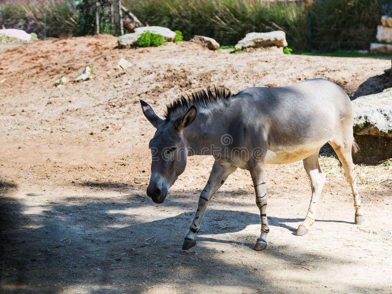 Сомалийский одичалый ишак - Equus Africanus Somaliensis - прогулки земля и ищет еда на солнечный день стоковые фотографии rf Сомалийский одичалый ишак - Equus Africanus Somaliensis - прогулки земля и ищет еда на солнечный день стоковые фотографии rf
