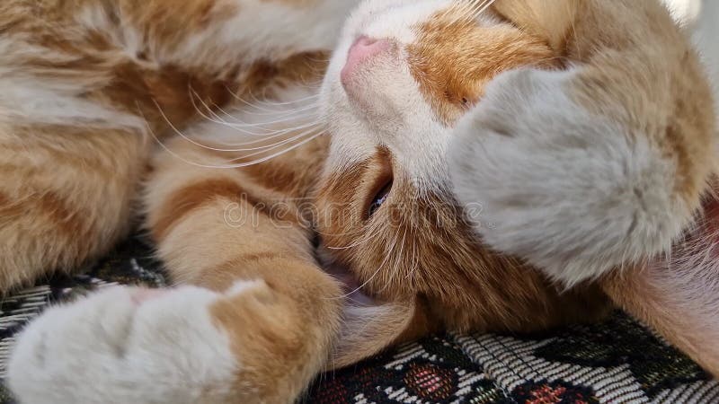 сонный оранжевый котенок вздремнул на диване. маленький имбирный кот, крепко спит в милом положении сток-видео