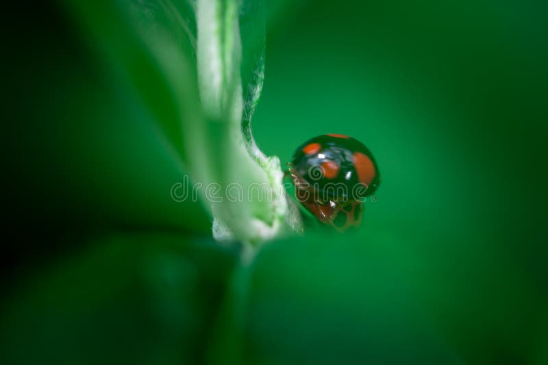 2 сопрягая ladybugs, божья коровка, Arthropoda, Coleoptera, Cucujiformia, Polyphaga стоковое изображение 2 сопрягая ladybugs, божья коровка, Arthropoda, Coleoptera, Cucujiformia, Polyphaga стоковое изображение