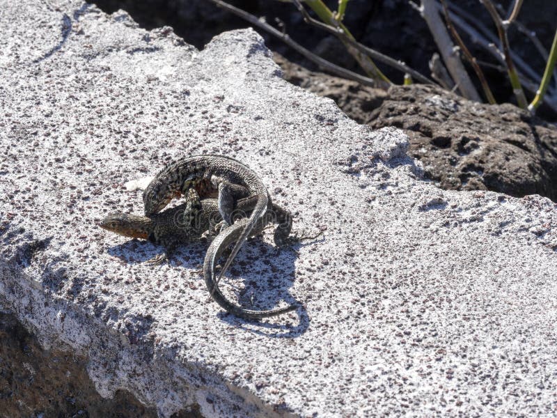 Сопрягая ящерица лавы Галапагос, albemarlensis Microlophus, эндемична к острову Галапагос Santa Cruz, Галапагос, эквадор стоковые фото Сопрягая ящерица лавы Галапагос, albemarlensis Microlophus, эндемична к острову Галапагос Santa Cruz, Галапагос, эквадор стоковые фото