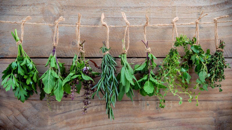 Assorted hanging herbs ,parsley ,oregano,mint,sage,rosemary,sweet basil,holy basil, and thyme for seasoning concept on rustic old wooden background. Assorted hanging herbs ,parsley ,oregano,mint,sage,rosemary,sweet basil,holy basil, and thyme for seasoning concept on rustic old wooden background.