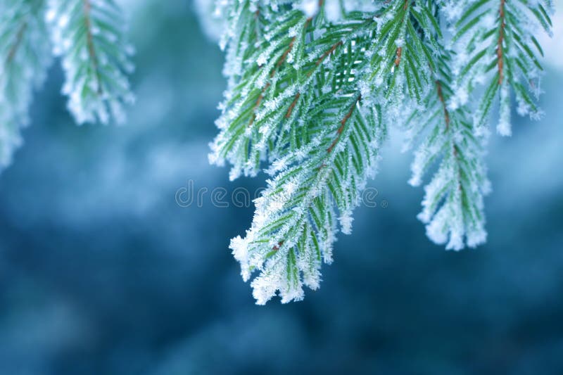 Pine tree covered with frost, blue toned. Pine tree covered with frost, blue toned