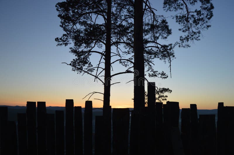 Amazing plant - pine-tree royalty free stock photo