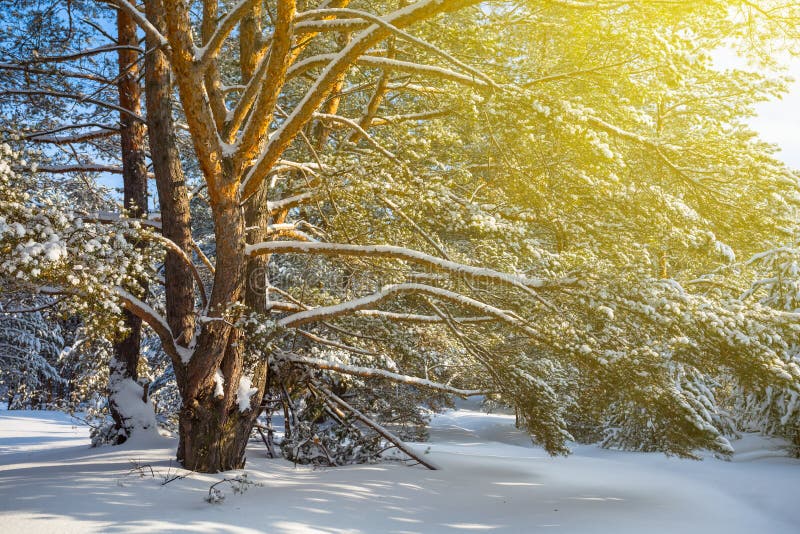 Winter pine forest in a snow lightened by a sun. Winter pine forest in a snow lightened by a sun