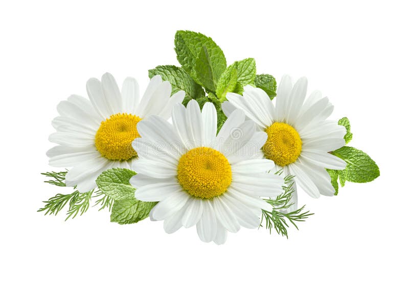 Chamomile flower mint leaves composition isolated on white background as package design element. Chamomile flower mint leaves composition isolated on white background as package design element