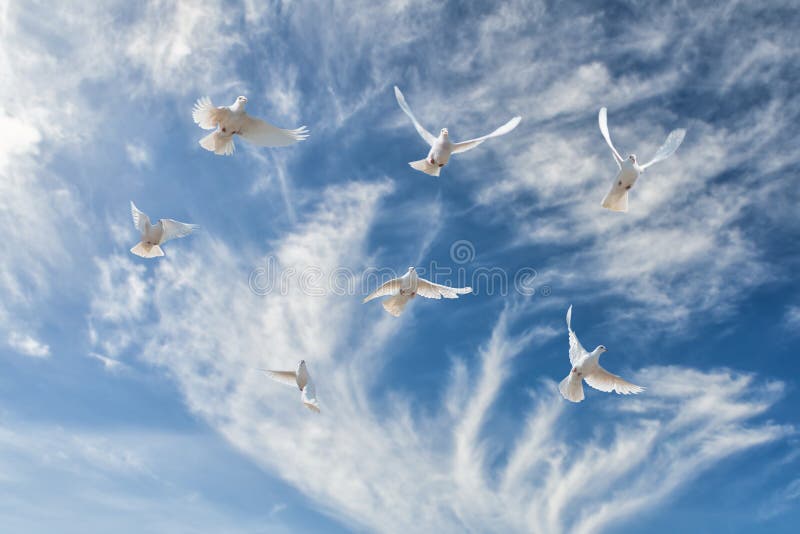 Composition of beautiful white doves in a blue sky. The concept of freedom, faith. Composition of beautiful white doves in a blue sky. The concept of freedom, faith