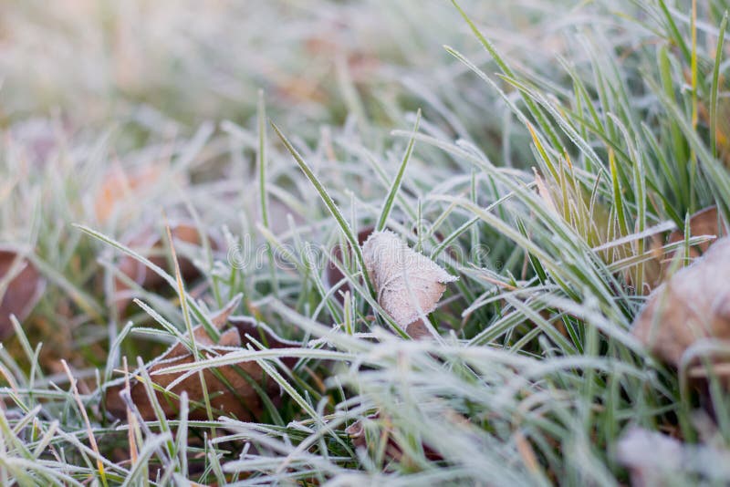 Сосульки заморозка Frost сперва замораживают на траве и листьях на утре ноябре последней осени лужайки холодном морозном стоковые изображения rf