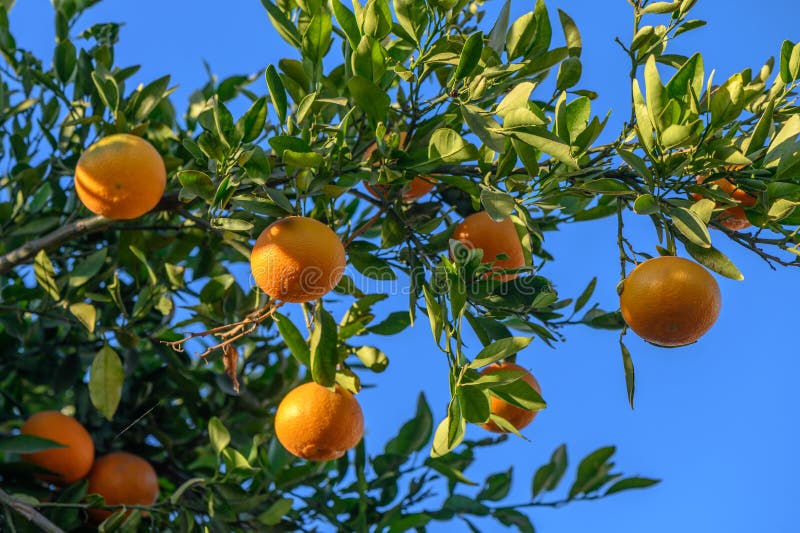 juicy tangerines on tree branches in a tangerine garden 2. juicy tangerines on tree branches in a tangerine garden 2