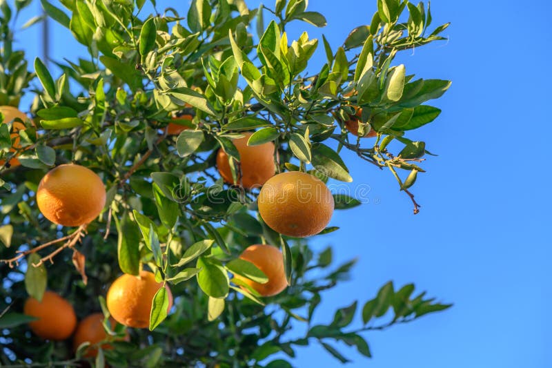 juicy tangerines on tree branches in a tangerine garden 1. juicy tangerines on tree branches in a tangerine garden 1