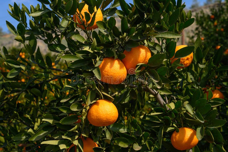 juicy tangerines on tree branches in Cyprus 2. juicy tangerines on tree branches in Cyprus 2