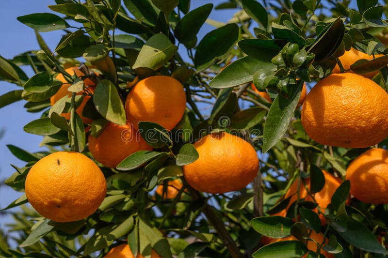 juicy tangerines on tree branches in Cyprus 1. juicy tangerines on tree branches in Cyprus 1