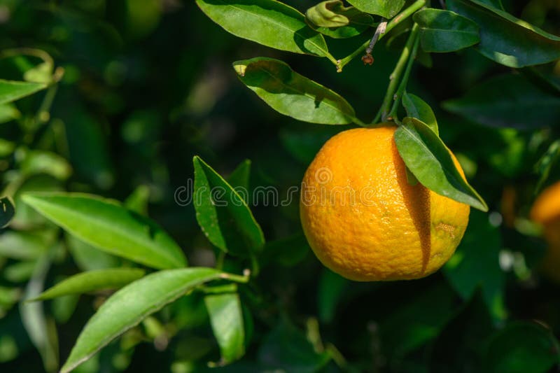 juicy tangerines on tree branches in autumn in Cyprus 1. juicy tangerines on tree branches in autumn in Cyprus 1