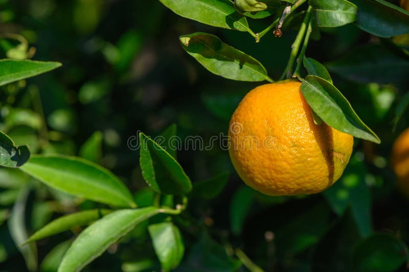 juicy tangerines on tree branches in autumn in Cyprus 2. juicy tangerines on tree branches in autumn in Cyprus 2